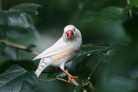 Las aves cantoras dominan y mejoran su canto con la ...