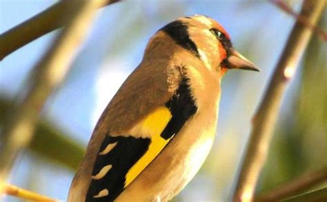 Las aves cantoras siguen en peligro | Hoy