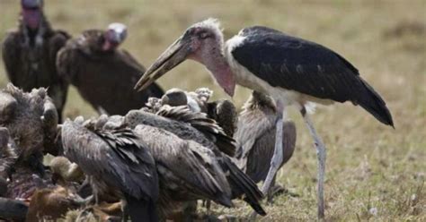 Las aves carroñeras no comen presas vivas ¿por qué? | ELIMPARCIAL.COM ...