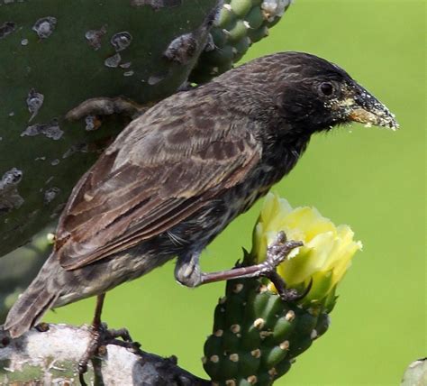 Las aves comeflores de Galápagos | Baleares | EL MUNDO