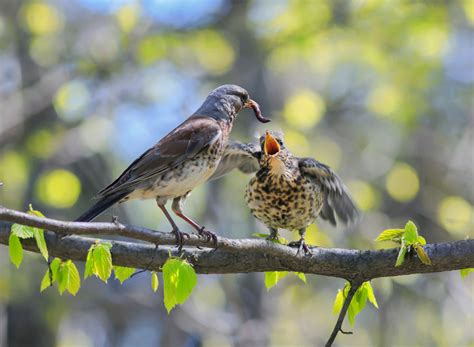 Las aves comen 500 millones de toneladas de insectos al año – KISS FM