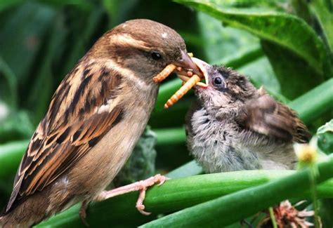 Las aves comen hasta 500 millones de toneladas de insectos ...