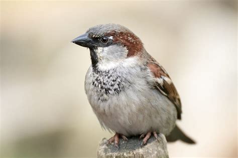 Las aves comunes están cada vez más en declive