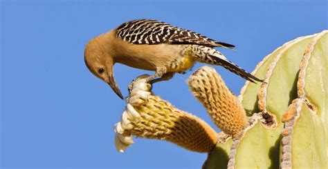 Las aves en los desiertos   Biología