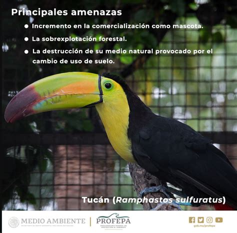 Las aves en México, tienen una gran importancia ecológica y social ...