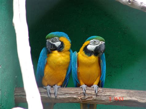 las aves: HERMOSAS AVES