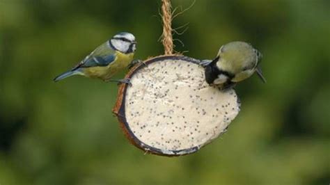 Las aves insectívoras son capaces de detectar a sus presas ...