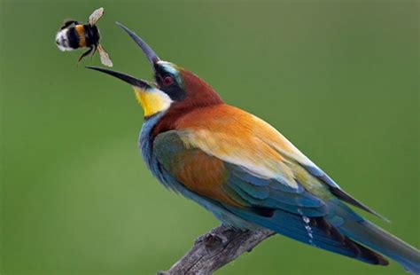 Las aves insectívoras son una alternativa a los ...
