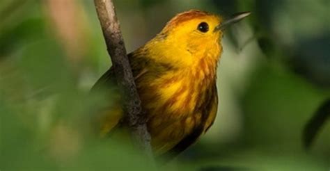Las aves majestuosas que trinan en la isla de Cozumel   PorEsto