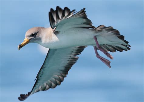Las aves marinas huelen su camino a casa   Vista al Mar ...