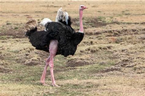 Las aves más grandes del mundo: ejemplares hermosos y ...