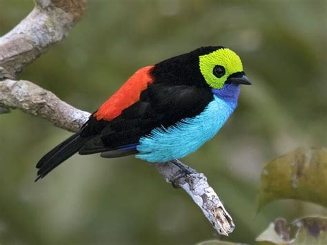 Las aves más hermosas y majestuosas del mundo.