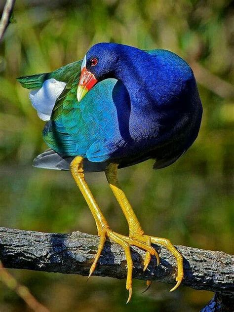 Las aves más hermosas y majestuosas del mundo.