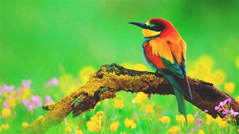 Las aves mas maravillosas de México   Código San Luis ...