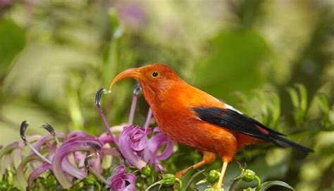 Las aves nativas de una isla de Hawaii ya no tienen dónde huir de los ...