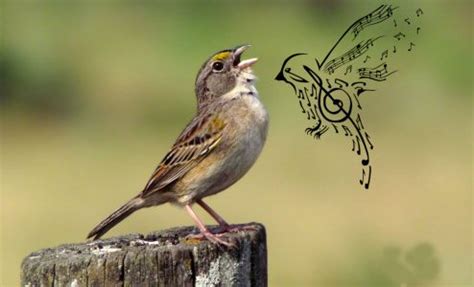 Las aves pueden afinar su canto dependiendo del contexto ...
