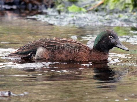 LAS AVES QUE NO VUELAN MÁS CONOCIDAS, CARACTERÍSTICAS