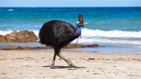 LAS AVES QUE NO VUELAN MÁS CONOCIDAS, CARACTERÍSTICAS