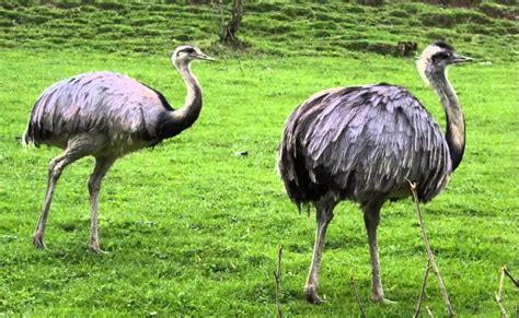 LAS AVES QUE NO VUELAN MÁS CONOCIDAS, CARACTERÍSTICAS