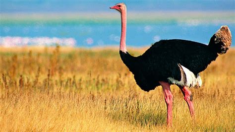 LAS AVES QUE NO VUELAN MÁS CONOCIDAS, CARACTERÍSTICAS