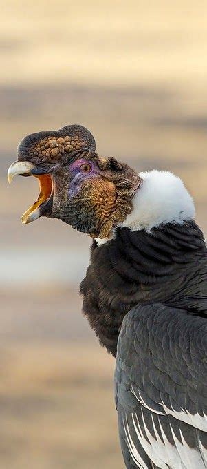Las Aves que Viven en Chile: El CÓNDOR rey de Los Andes | Condor de los ...