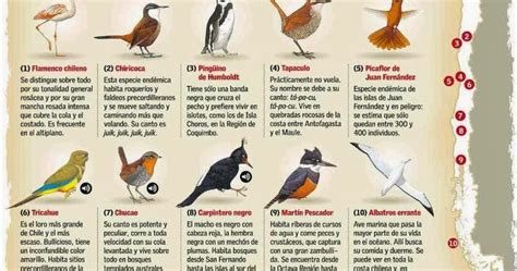 Las Aves que Viven en Chile: Los Nombres de las Aves que ...