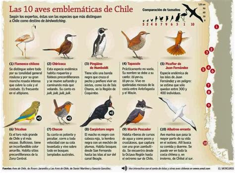 Las Aves que Viven en Chile: Los Nombres de las Aves que ...