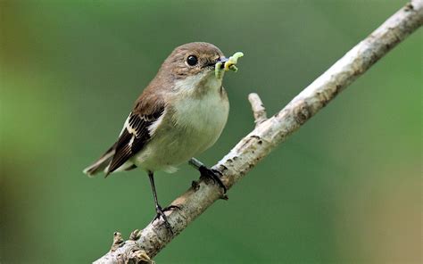 Las aves se comen cada año entre 400 y 500 millones de ...