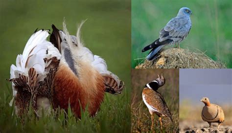 Las aves se extinguen a pesar de las políticas europeas de conservación ...
