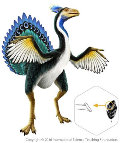 Las aves son dinosaurios vivos | Science Teaching