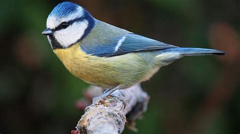 Las aves tienen olfato y lo utilizan para obtener a sus presas