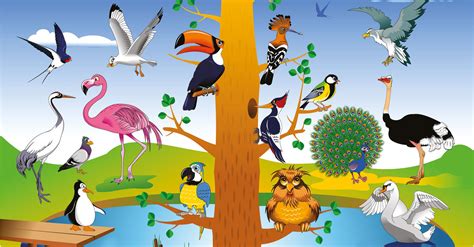 Las aves y sus particularidades   Historia de la Vida