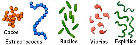 Las bacterias: Bacterias patogenas