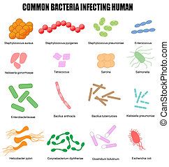 Las bacterias comunes infectan a los humanos. Una descripción exacta de ...