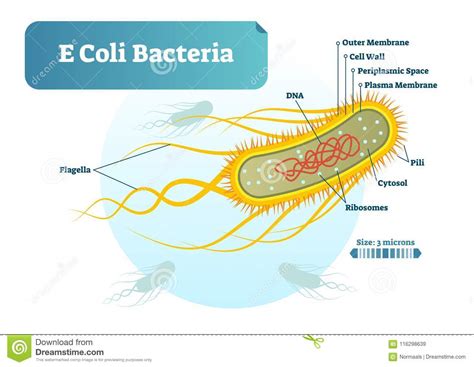 Las Bacterias De E Coli Corte Transversal Biológico Micro Del Ejemplo ...