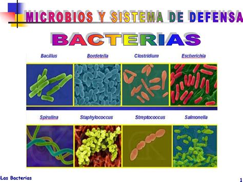 Las Bacterias Generalidades by eliz.zyta   Issuu