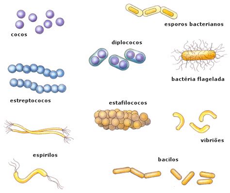Las bacterias informacion basica   Taringa!