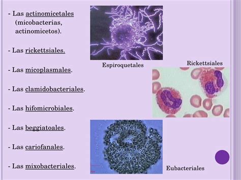 Las bacterias, presentacion