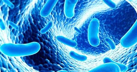 Las bacterias que benefician a tu cuerpo   Sabías.es