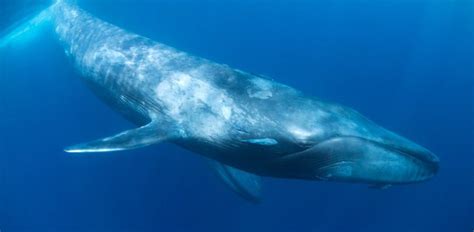 Las ballenas azules, diestras a profundidad y zurdas en la ...