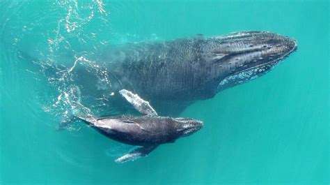 Las ballenas bebé saben susurrar