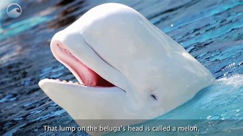 Las ballenas beluga en el hielo   YouTube