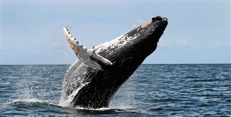 Las ballenas de todo el mundo están impidiendo que las ...