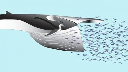 Las ballenas han desarrollado nervios elásticos para comer ...