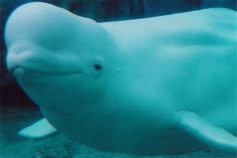Las belugas o ballenas blancas | Blogodisea