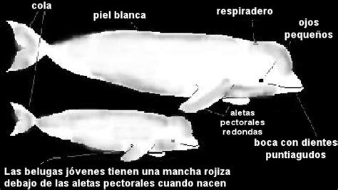 Las belugas o ballenas blancas | Blogodisea