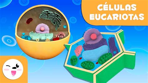 Las célula eucariotas y sus partes para niños   Célula ...