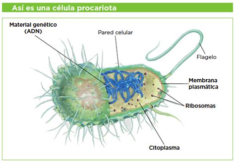 Las Celulas 1 Eso   SEONegativo.com