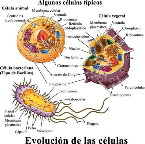 las celulas | Biología celular, Enseñanza biología y ...