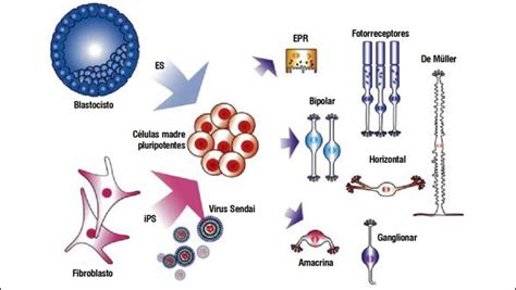 Las células madre aterrizan en la retina   Diariomedico ...